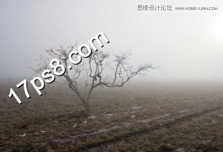 PS合成在野外成長(zhǎng)的枯樹(shù)場(chǎng)景