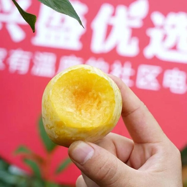 興盛優(yōu)選攜手奈李之鄉(xiāng)汝城落實(shí)鄉(xiāng)村振興戰(zhàn)略 黃金奈李首發(fā)被搶空