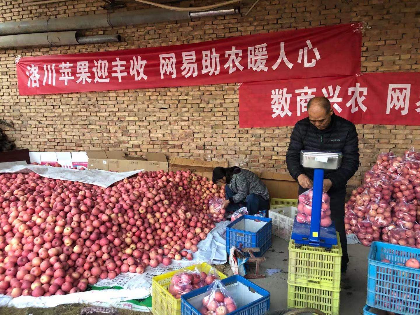 數(shù)商興農(nóng)，網(wǎng)易嚴(yán)選助力陜貨出山